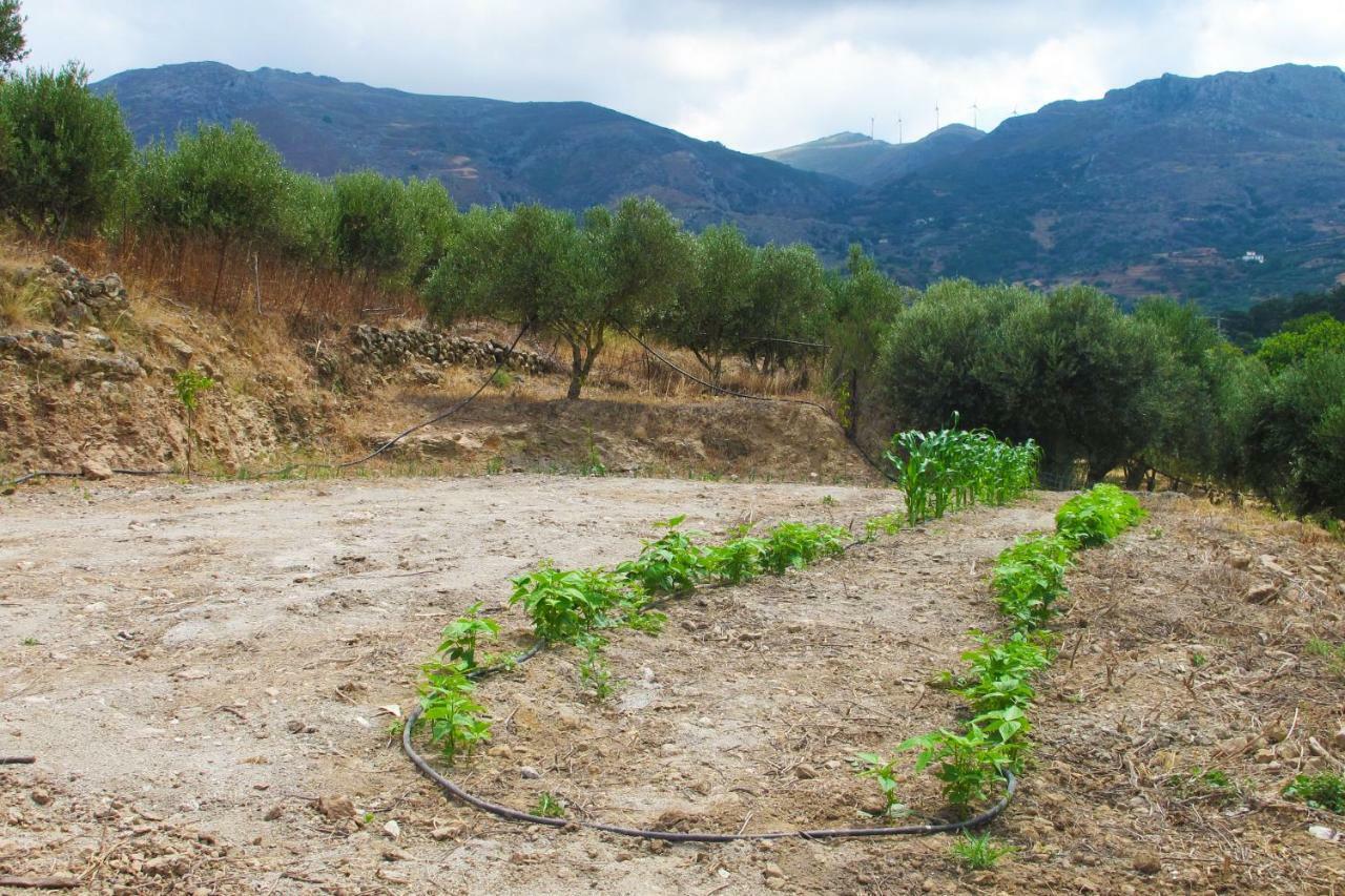 Petrakis Cretan Homes Kíssamos Buitenkant foto